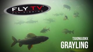 FLY TV - Tjuonajokk Grayling - Epic Dry Fly Fishing in the Swedish Mountains