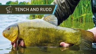 How To Catch Tench And Rudd UK Coarse Fishing