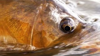 Fly Fishing - Carpology part 1 - Carp Fly Fishing by Todd Moen