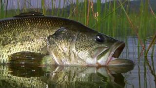 Fly Fishing Bass - by Todd Moen - Catch Magazine - Fly Fishing Videos - Alpine Bass