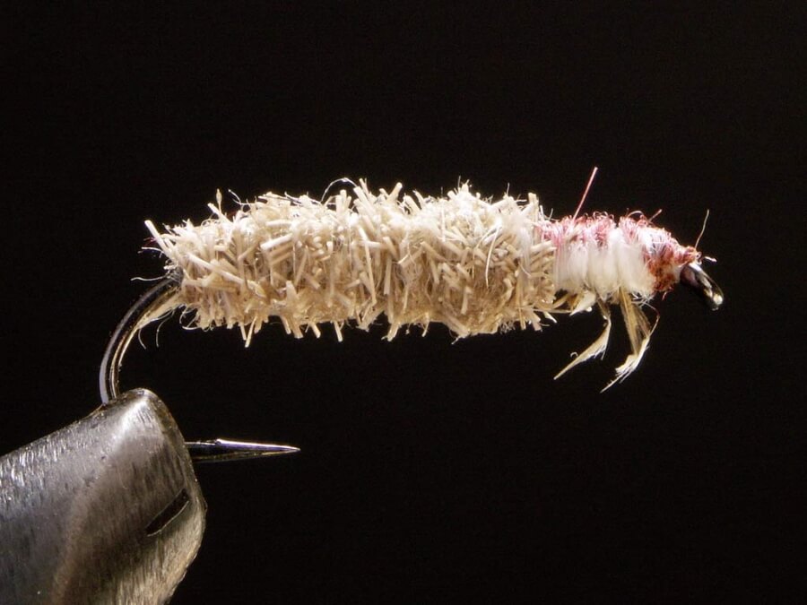Larva schránkového potočníka