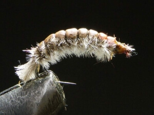 Larva potočníka Hydropsyche