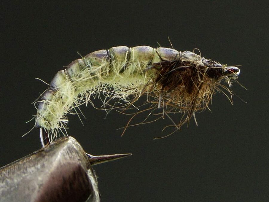 Zelená larva potočníka